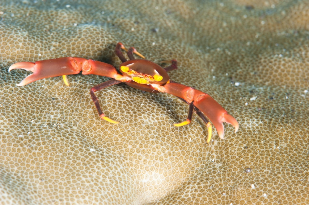 Crab North Sulawesi Indonesia Canvas Art - Beverly FactorStocktrek Images (35 x 23)