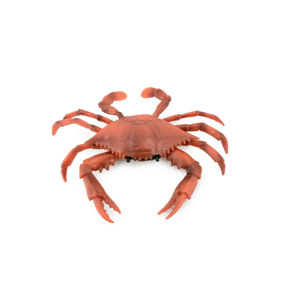 Crab, Red Rock Crab, Museum Quality, Hand Painted, Rubber Crustaceans, Realistic Toy Figure, Model, Replica, Kids, Educational, Gift, 7" CH212 BB118