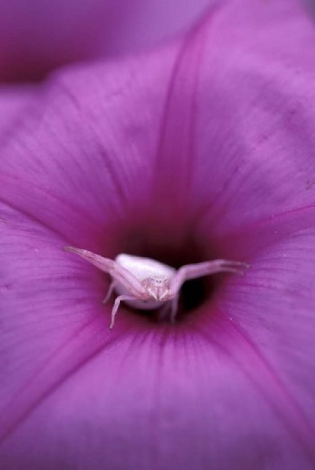 Crab Spider on Flower Gombe National Park Tanzania Canvas Art - Kristin Mosher DanitaDelimont (12 x 17)