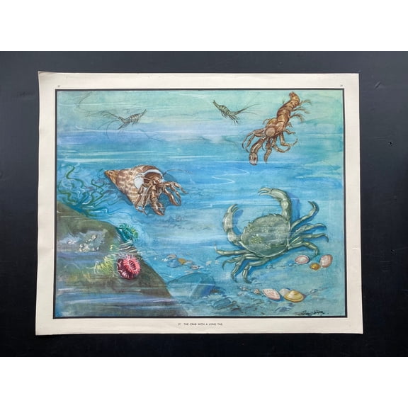 Crab With A Long Tail Classroom Wall Art Print, Unframed Paper Poster 8x10in