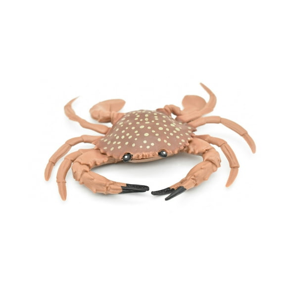 Crab, Young, Dungeness Crab, Rubber, Crustaceans, Educational, Realistic, Hand Painted, Figure, Lifelike Figurine, Replica, Gift, 5 1/2" F466 B4