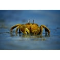 thumbnail image 1 of Crab on Beach (9x12 Wall Art Print, Home Decor), 1 of 3