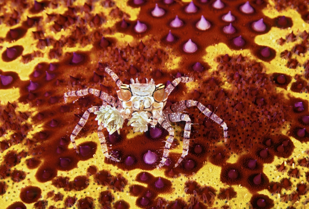 Crab on bright yellow and red background Canvas Art - Dave Fleetham Design Pics (17 x 11)