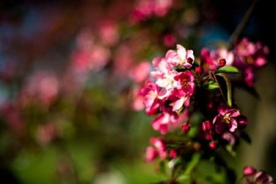Crabapple Blooms Canvas Art - Beth Wold (24 x 36)