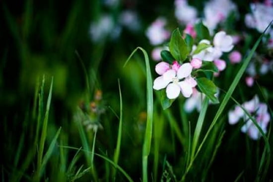 Crabapple Blossoms I Canvas Art - Beth Wold (24 x 36)