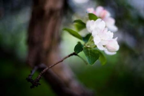 Crabapple Blossoms II Canvas Art - Beth Wold (24 x 36)
