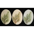 thumbnail image 1 of Crabapple Botanical Wall Plaque, 1 of 1