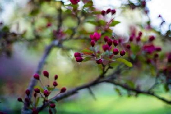 Crabapple Buds Canvas Art - Beth Wold (12 x 18)
