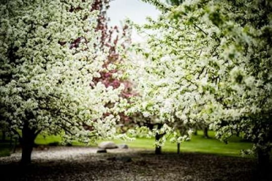 Crabapple In Spring I Canvas Art - Beth Wold (12 x 18)