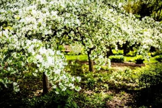 Crabapple In Spring II Canvas Art - Beth Wold (24 x 36)