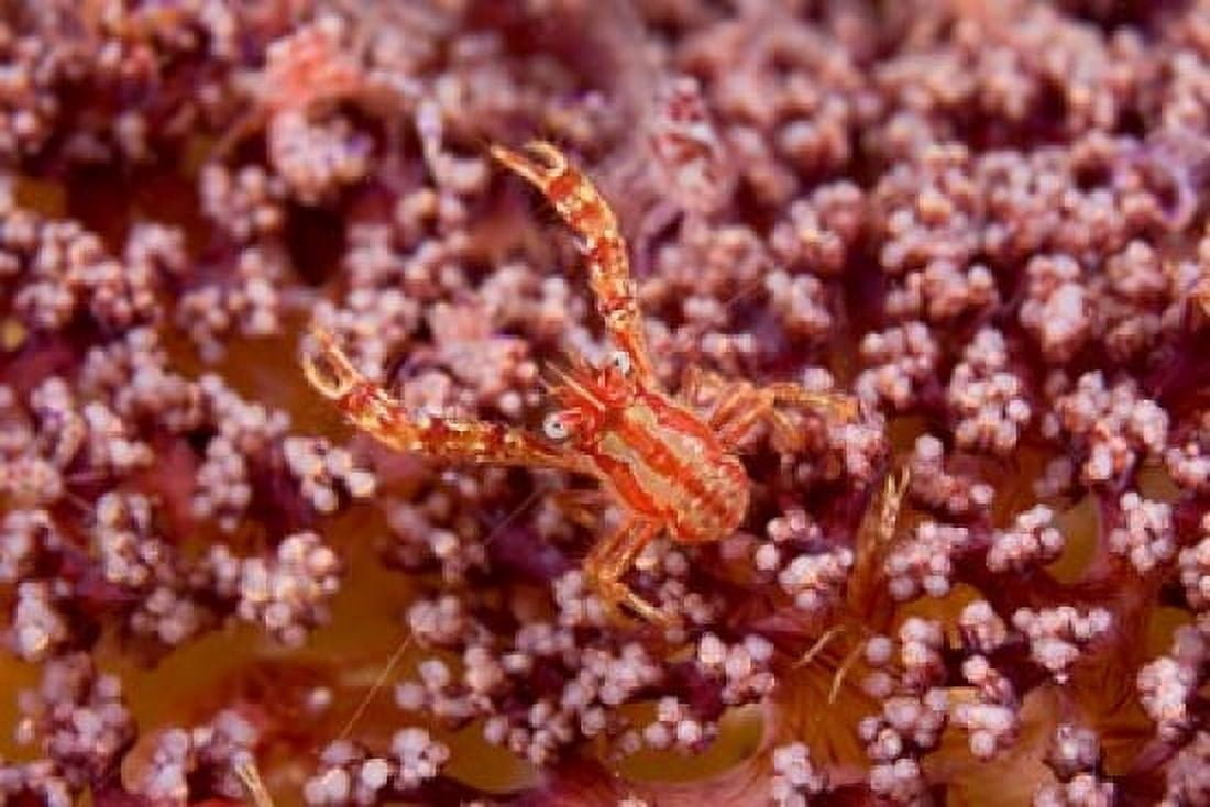 Crabcoralmarine life Canvas Art - Jaynes Gallery DanitaDelimont (26 x 18)