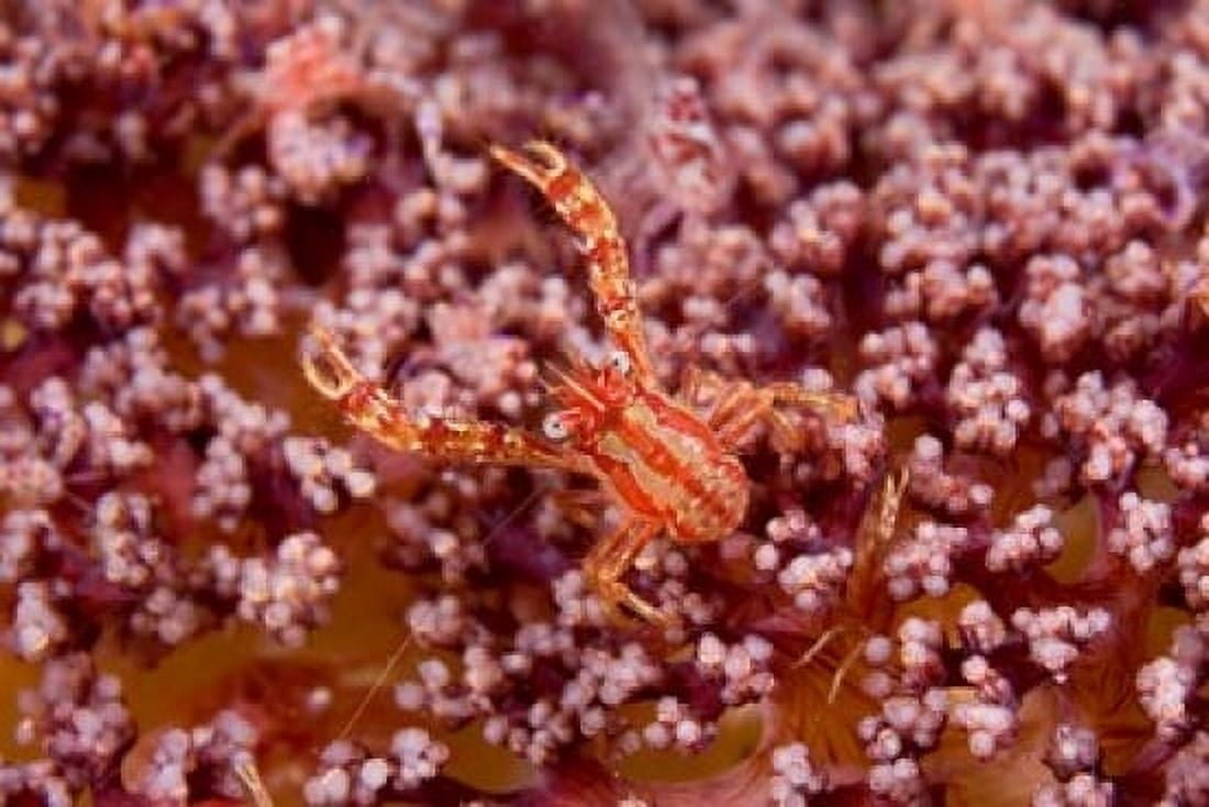 Crabcoralmarine life Canvas Art - Jaynes Gallery  DanitaDelimont (36 x 24)