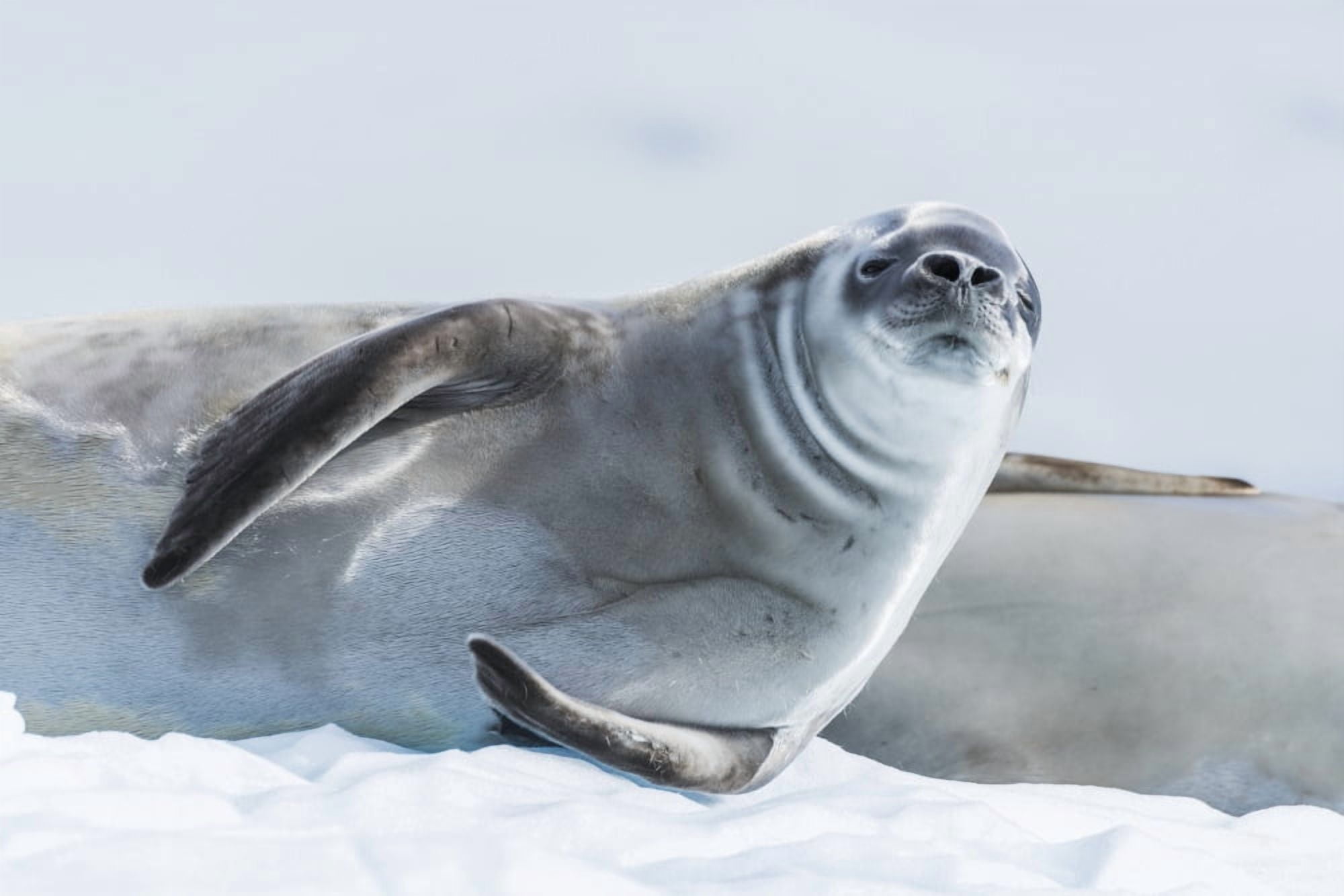 Crabeater seal (Lobodon carcinophaga) on ice looking at camera Antarctica Canvas Art - Nick Dale Design Pics (18 x 12)