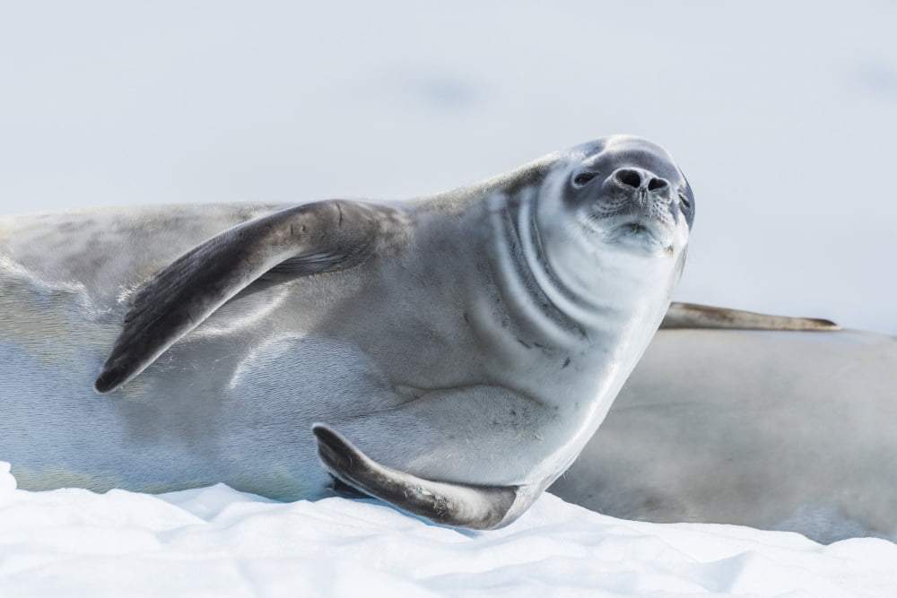 Crabeater seal (Lobodon carcinophaga) on ice looking at camera Antarctica Canvas Art - Nick Dale Design Pics (36 x 24)