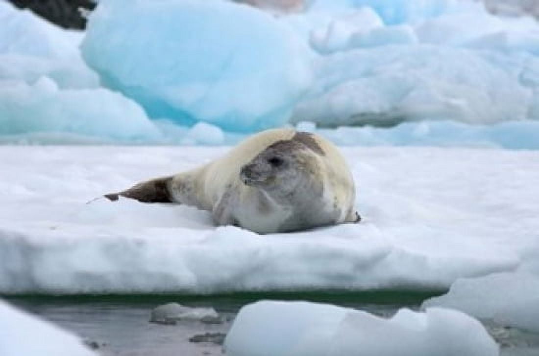 Crabeater seal lying on ice Antarctica Canvas Art - Steve Kazlowski DanitaDelimont (35 x 23)