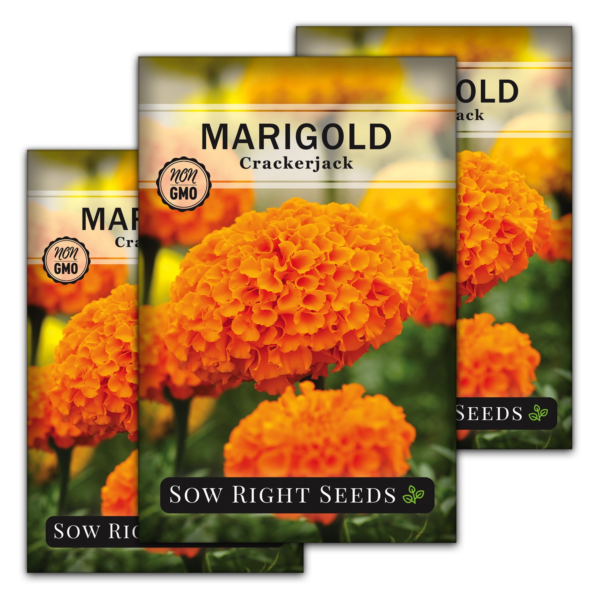 Crackerjack African Marigold Seeds - Non GMO Heirloom Varieties for ...
