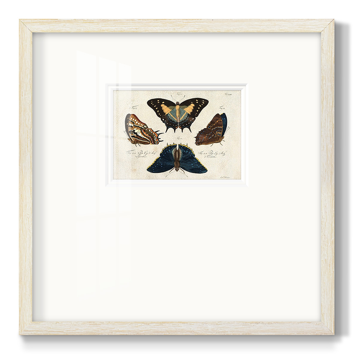 Crackled Butterflies IVPremium Framed Print