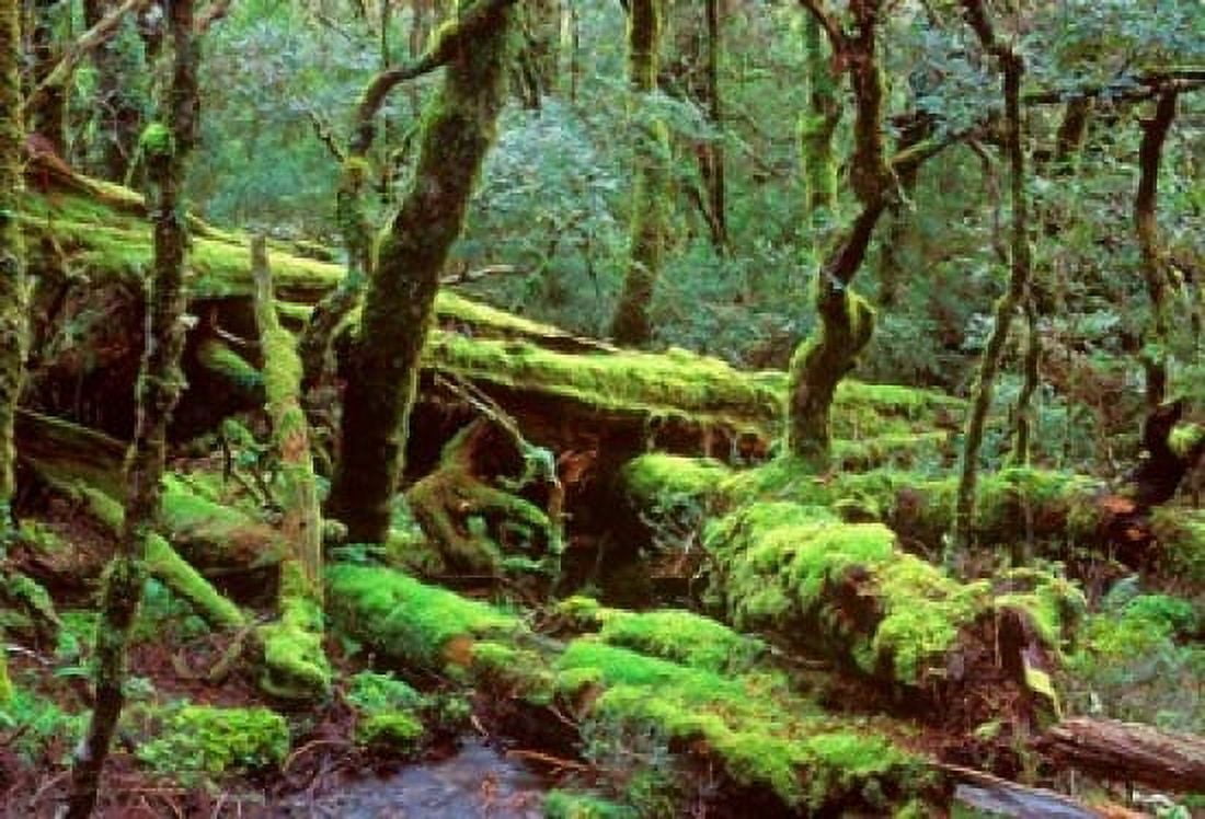 Cradle Mt and Lake St Clair National Park Tasmania Australia Canvas Art - Rob Tilley  DanitaDelimont (36 x 24)