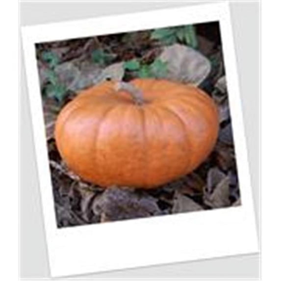 Craft-Tex PUM 4 Small Jarrahdale Pumpkin Fall Harvest