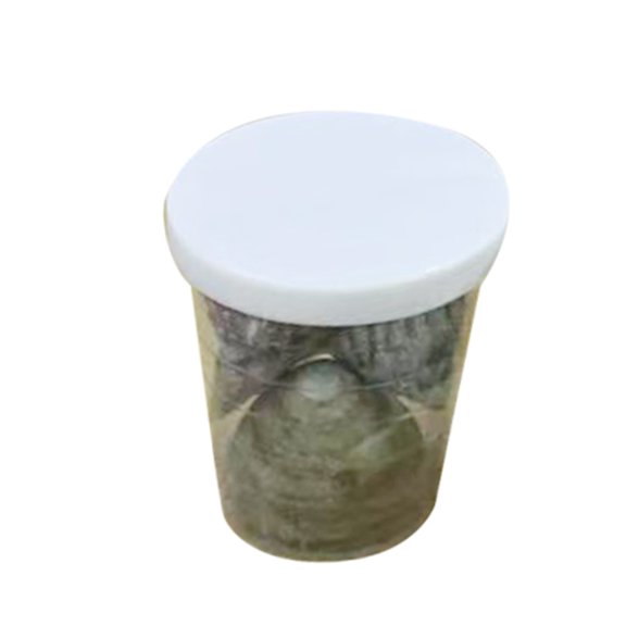 Crafting Supplies Seashells Jewelry Component Perfect for Accessory and Ornament