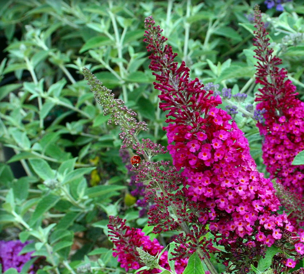 CranRazz Butterfly Bush - Buddleia - Gallon Pot - Walmart.com