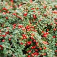 thumbnail image 1 of Cranberry Cotoneaster, 1 of 6