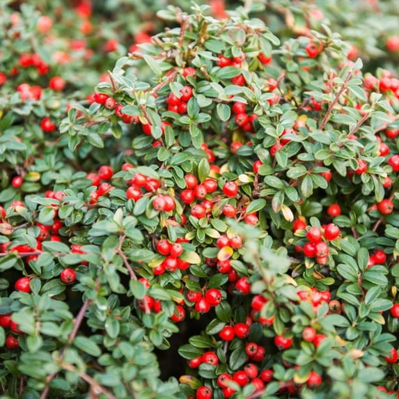Cranberry Cotoneaster
