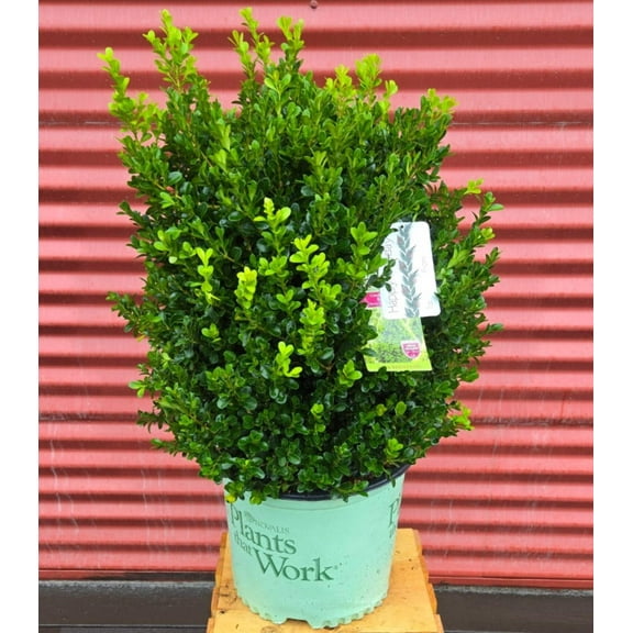 Cranberry Creek Boxwood