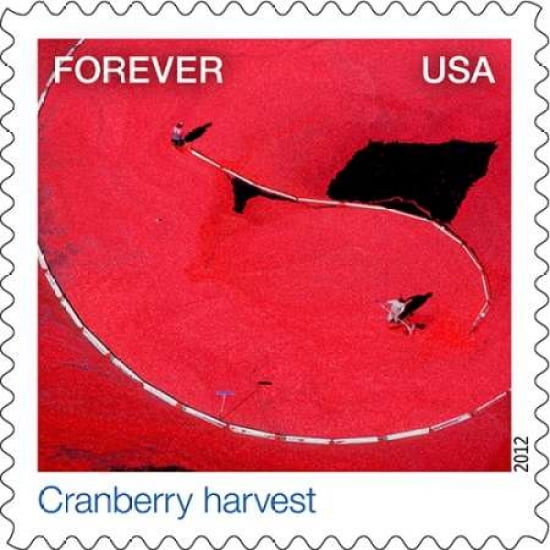 Cranberry Harvest Canvas Art - US POSTAL SERVICE (24 x 24)