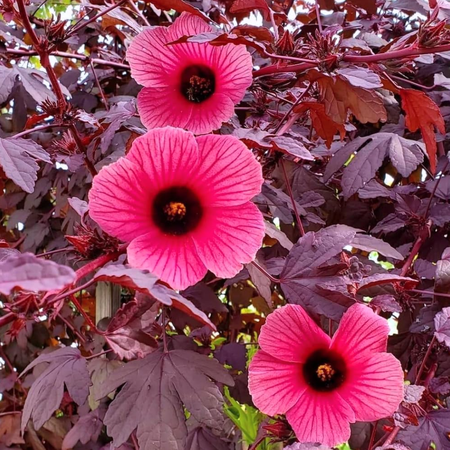 Cranberry Hibiscus Live Plant, Hardy Red Hibiscus Flowering Starter Plant for Garden or Containers, 4–7 Inch Tall