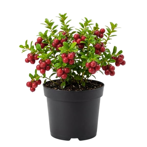 Cranberry Plant, Cranberry Seedling for Planting, 2 - 5 Inc Tall, Sweet Berries for Outdoor Garden, Container Growing