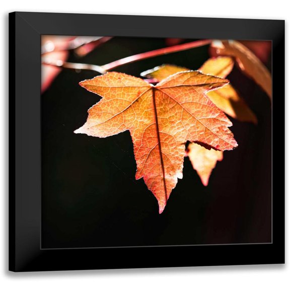 Crane, Rita 12x12 Black Modern Framed Museum Art Print Titled - Amber Leaves III