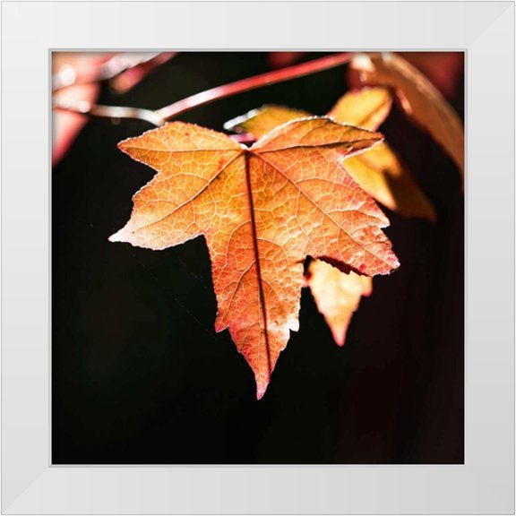 Crane, Rita 12x12 White Modern Wood Framed Museum Art Print Titled - Amber Leaves III