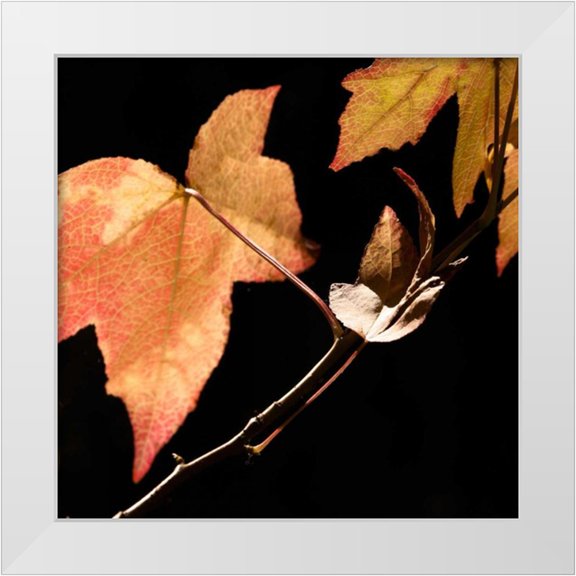 Crane, Rita 12x12 White Modern Wood Framed Museum Art Print Titled - Amber Leaves IV