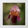 thumbnail image 1 of Crane, Rita 12x12 White Modern Wood Framed Museum Art Print Titled - Annemaries Irises I, 1 of 4