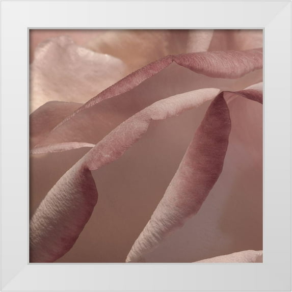 Crane, Rita 12x12 White Modern Wood Framed Museum Art Print Titled - Heart of a Rose VIII