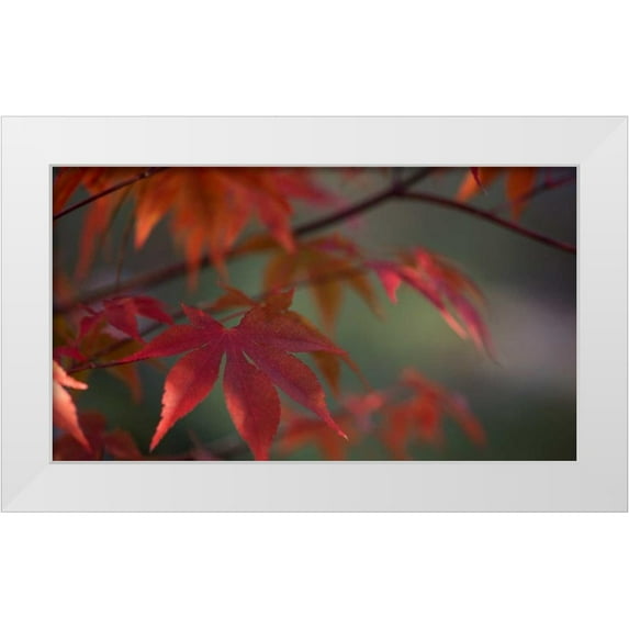 Crane, Rita 14x10 White Modern Wood Framed Museum Art Print Titled - Sunlight Maple I