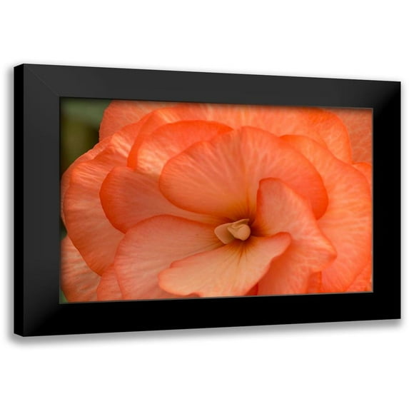 Crane, Rita 14x11 Black Modern Framed Museum Art Print Titled - Orange Ruffles II