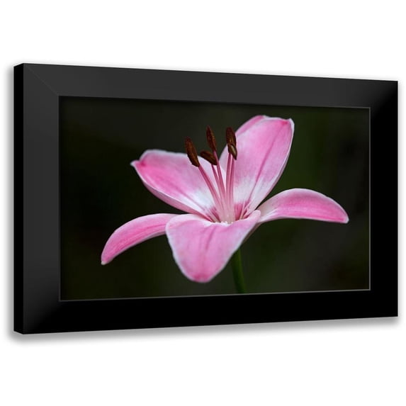 Crane, Rita 14x11 Black Modern Framed Museum Art Print Titled - Pink Lily II