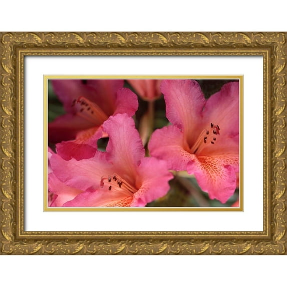 Crane, Rita 14x11 Gold Ornate Wood Framed with Double Matting Museum Art Print Titled - Exotic Rhodies II
