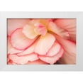 thumbnail image 1 of Crane, Rita 14x11 White Modern Wood Framed Museum Art Print Titled - Rosy Red Ruffles II, 1 of 4