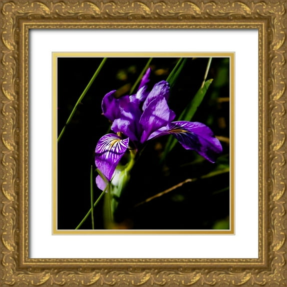 Crane, Rita 15x15 Gold Ornate Wood Framed with Double Matting Museum Art Print Titled - Wild Iris II