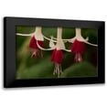 thumbnail image 1 of Crane, Rita 18x13 Black Modern Framed Museum Art Print Titled - Dancing Fuchsias II, 1 of 5