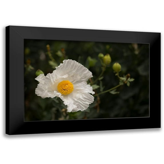 Crane, Rita 18x13 Black Modern Framed Museum Art Print Titled - Matilija Melody I