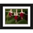 thumbnail image 1 of Crane, Rita 18x13 Black Ornate Wood Framed with Double Matting Museum Art Print Titled - Dancing Fuchsias II, 1 of 4