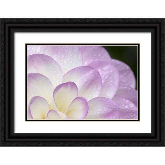 Crane, Rita 18x13 Black Ornate Wood Framed with Double Matting Museum Art Print Titled - Lavender Dahlia I