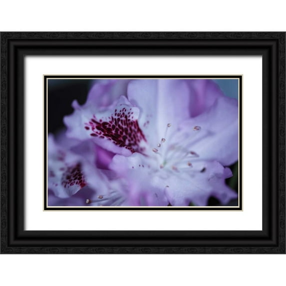 Crane, Rita 18x13 Black Ornate Wood Framed with Double Matting Museum Art Print Titled - Lavender Rhodies II