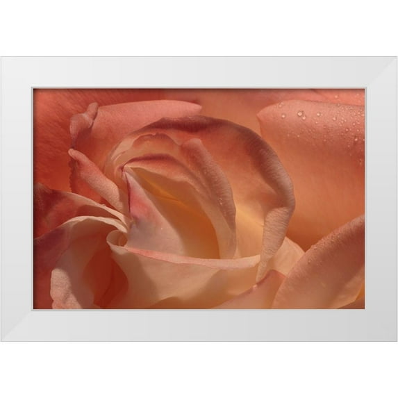 Crane, Rita 18x13 White Modern Wood Framed Museum Art Print Titled - Heart of a Rose