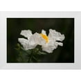 thumbnail image 1 of Crane, Rita 18x13 White Modern Wood Framed Museum Art Print Titled - Matilija Poppy II, 1 of 4