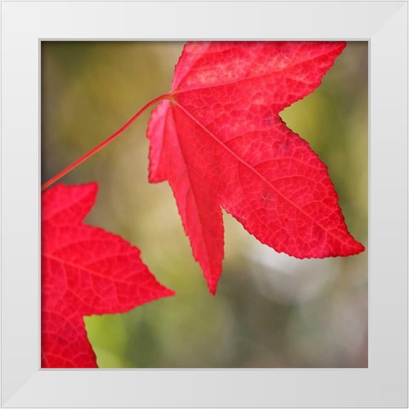 Crane, Rita 20x20 White Modern Wood Framed Museum Art Print Titled - Festive Maple III